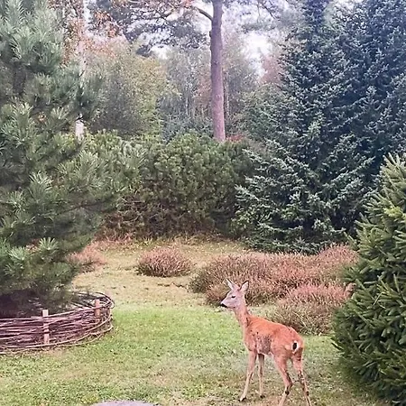 With Pool Between And Forest